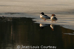 "Surface Interval"    A couple of mergansers, excellent d... by Jean-Louis Courteau 